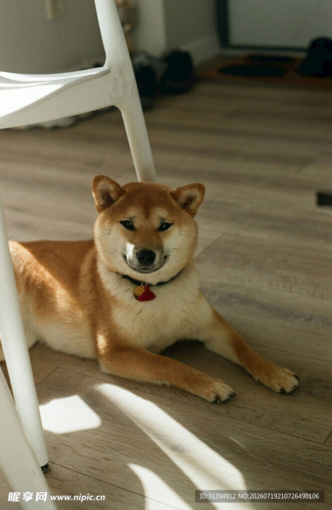 阳光下惬意的柴犬