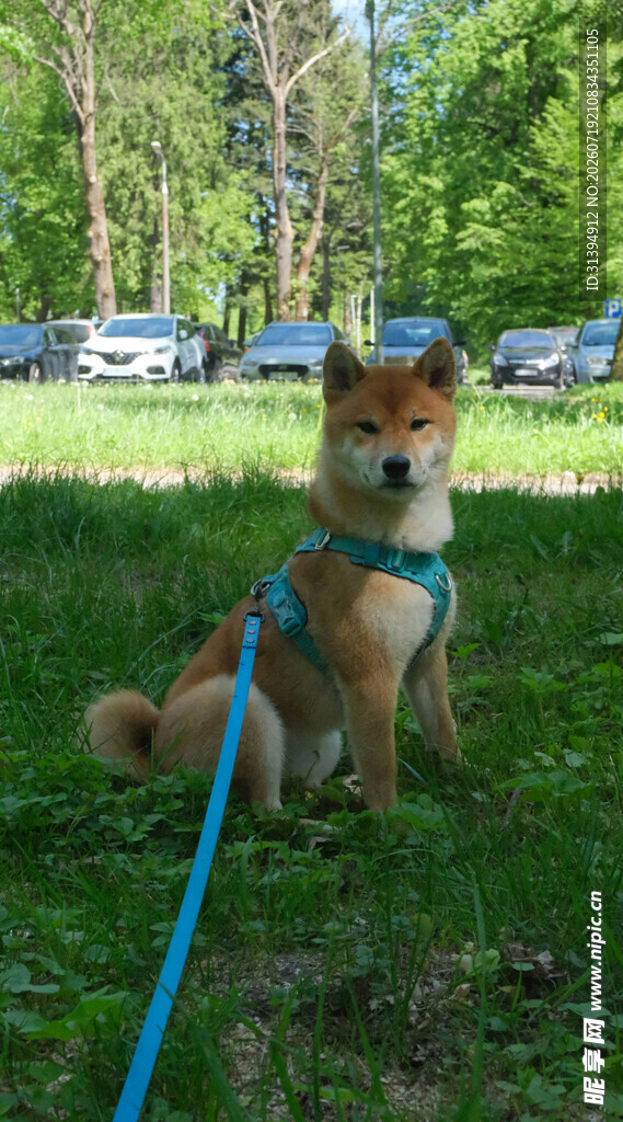 草地上的拴绳柴犬