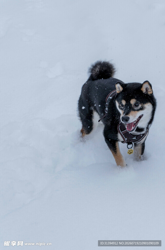 雪地中的欢乐小狗