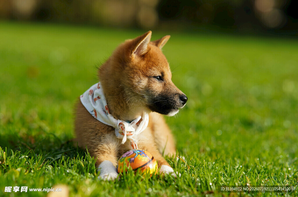 草地上玩耍的可爱柴犬
