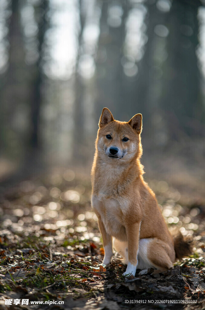 林间独坐的可爱柴犬