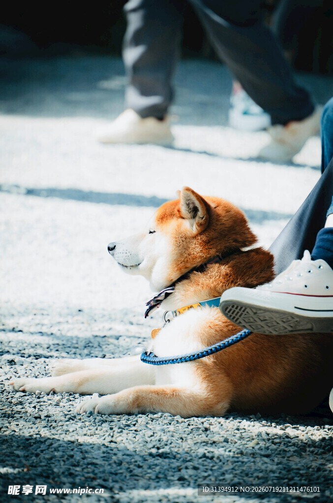路边休憩的可爱柴犬