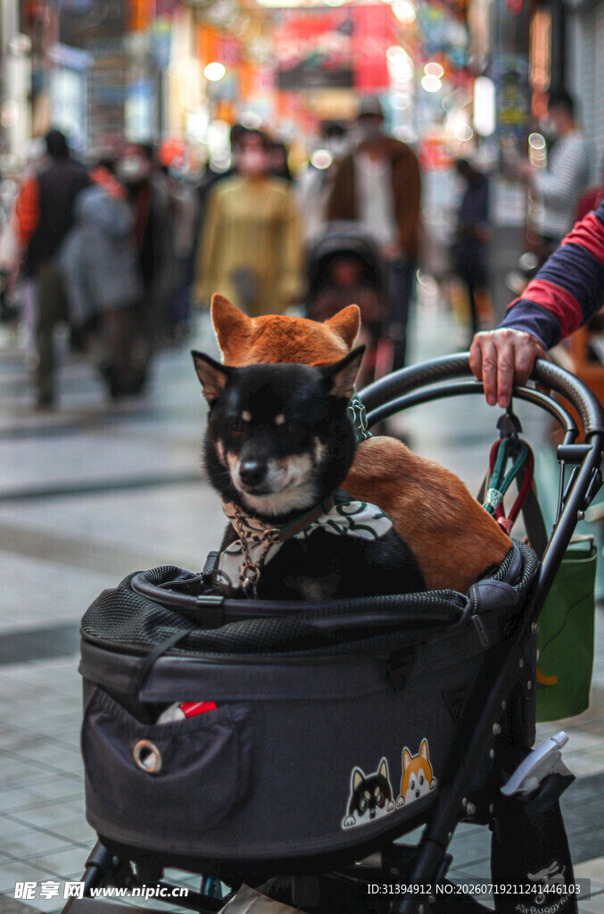 推车里的可爱柴犬