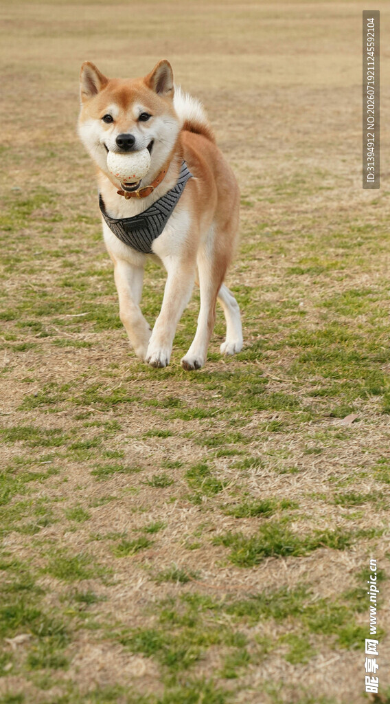 草地上行走的可爱柴犬