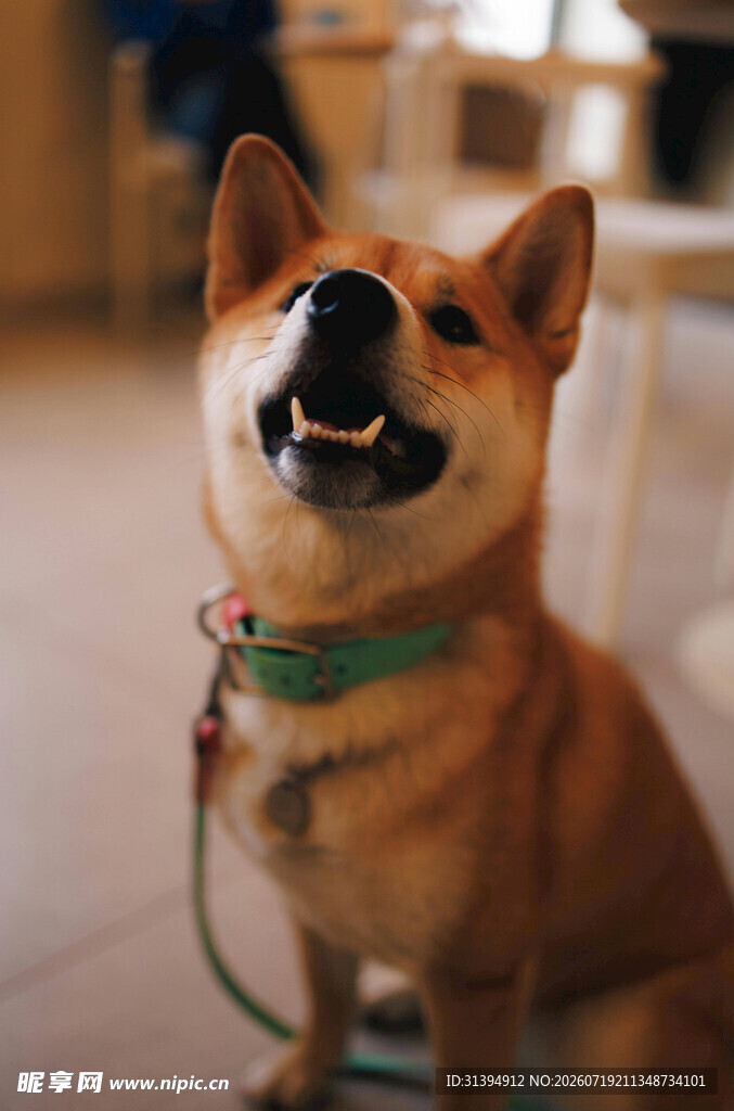 可爱柴犬咧嘴笑