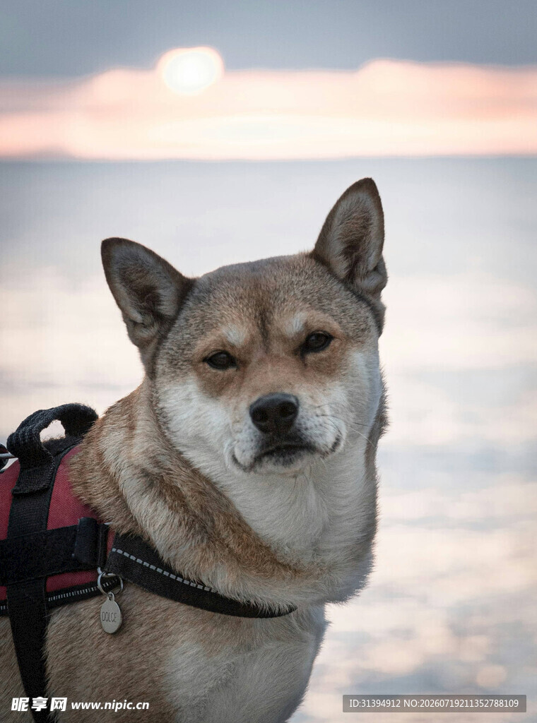 夕阳下的可爱狗狗