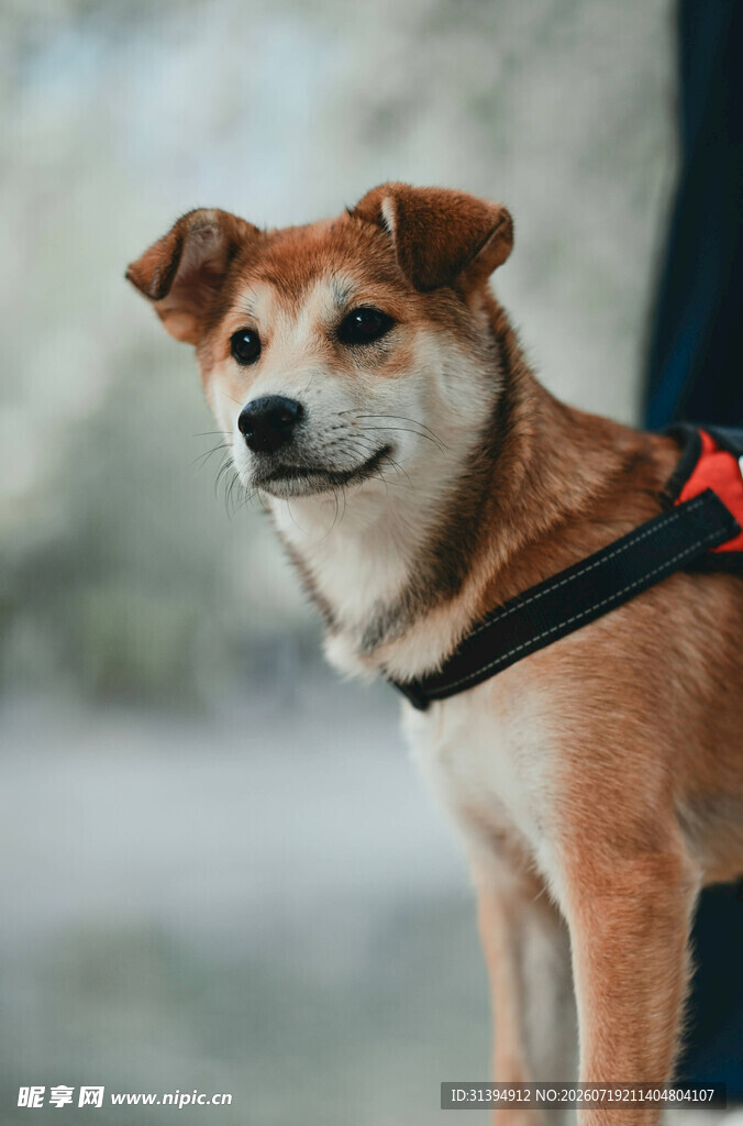 可爱柴犬佩戴亮眼背带