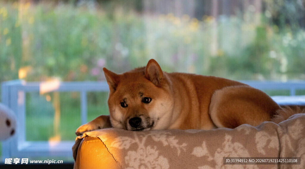 慵懒柴犬惬意趴窝中