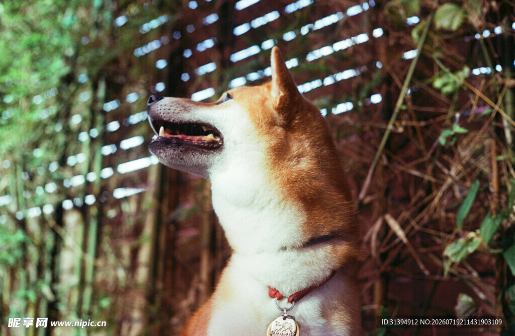 柴犬仰头望竹林