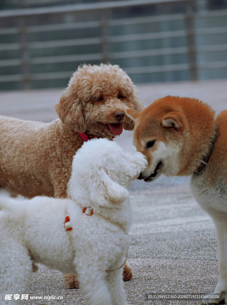 三只萌犬亲昵互动瞬间