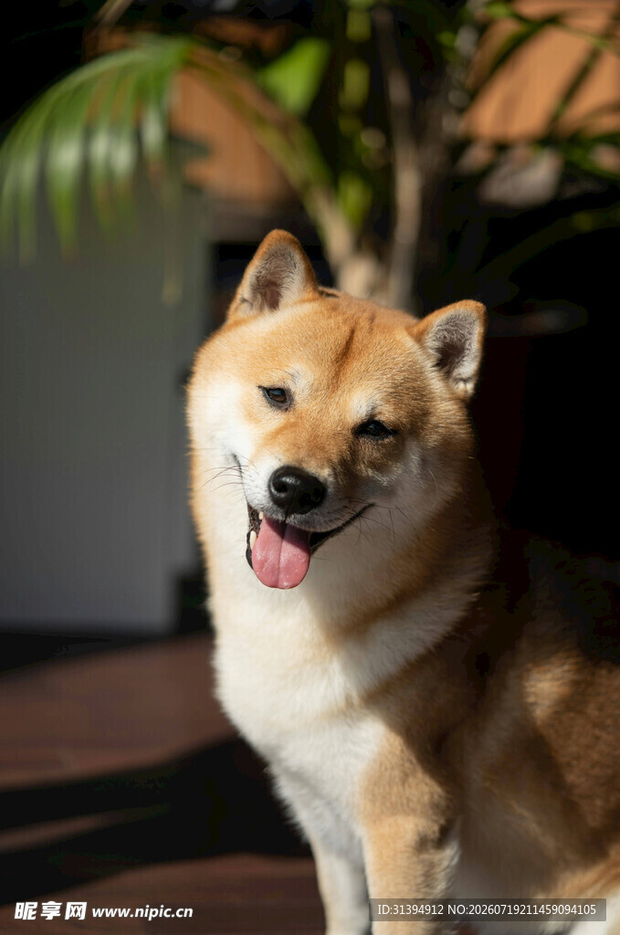 可爱柴犬吐舌咧嘴卖萌