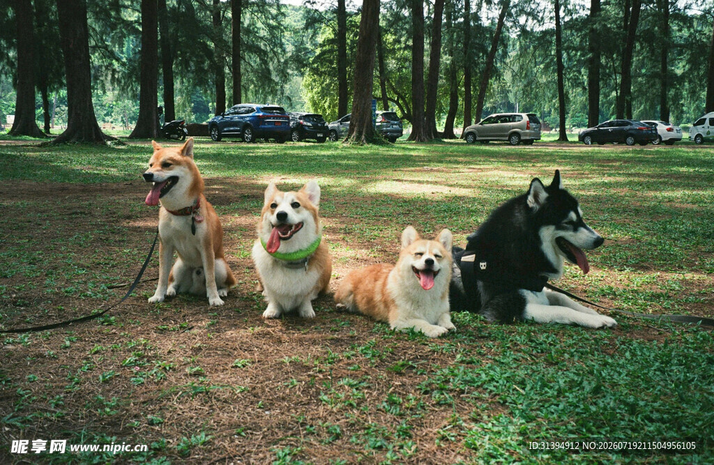 户外群犬休憩