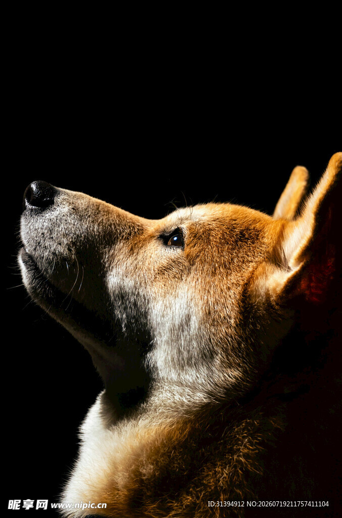 仰头的柴犬