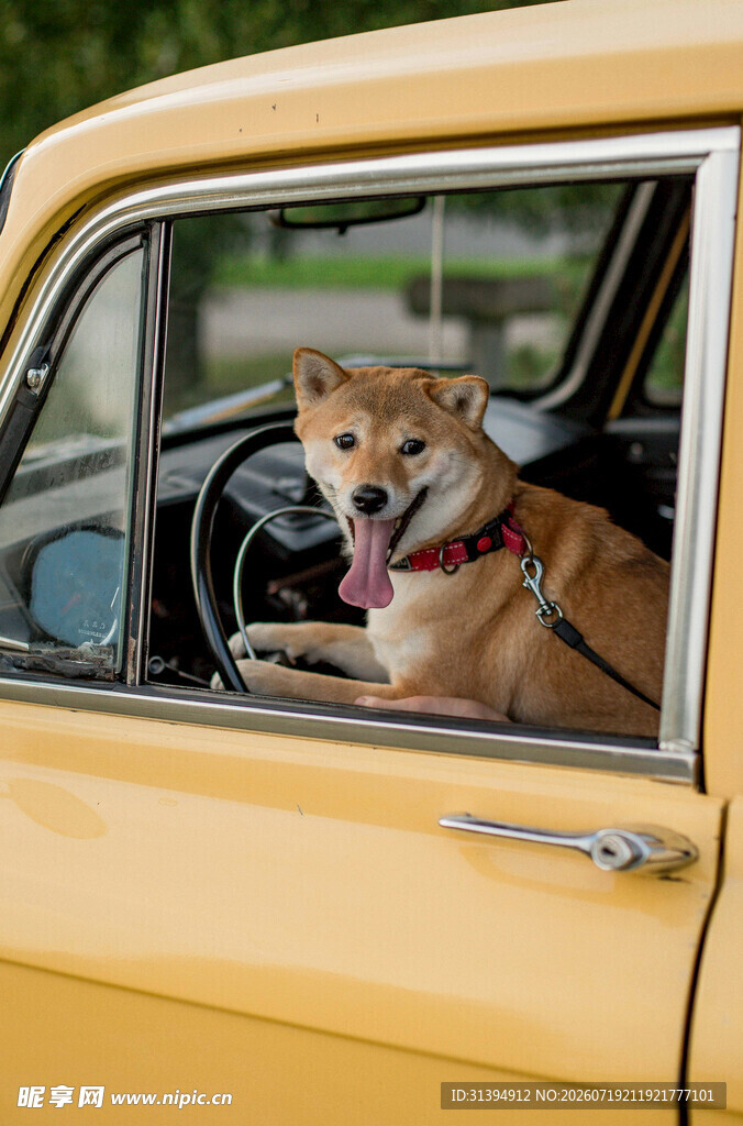 车内柴犬露出开心笑容
