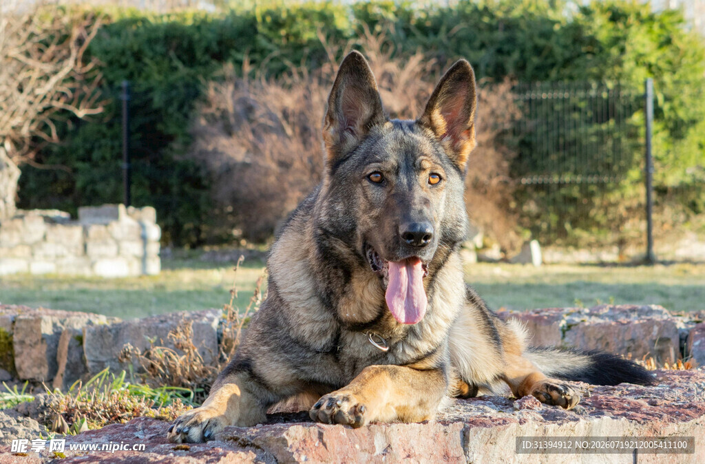 户外休憩的德国牧羊犬