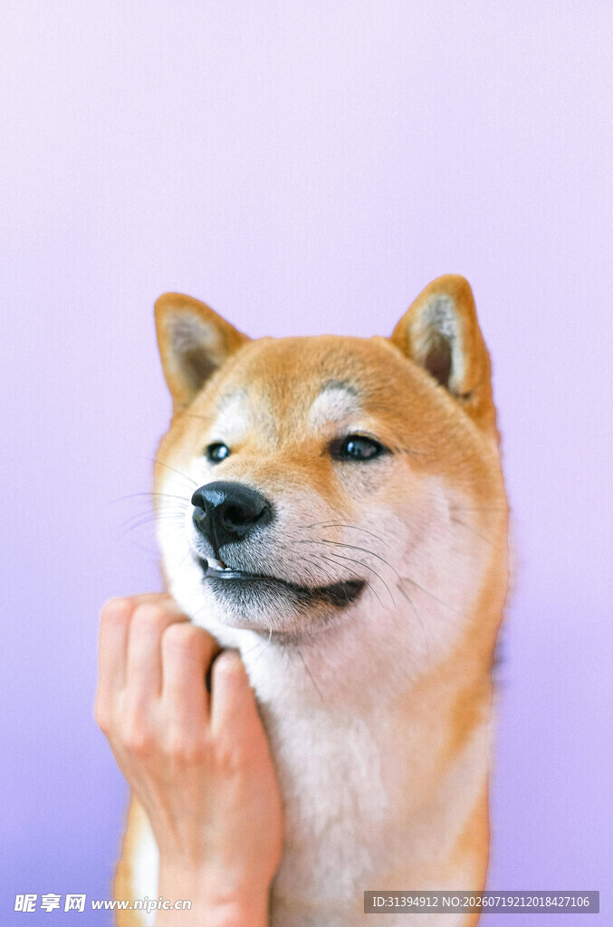 手抚柴犬