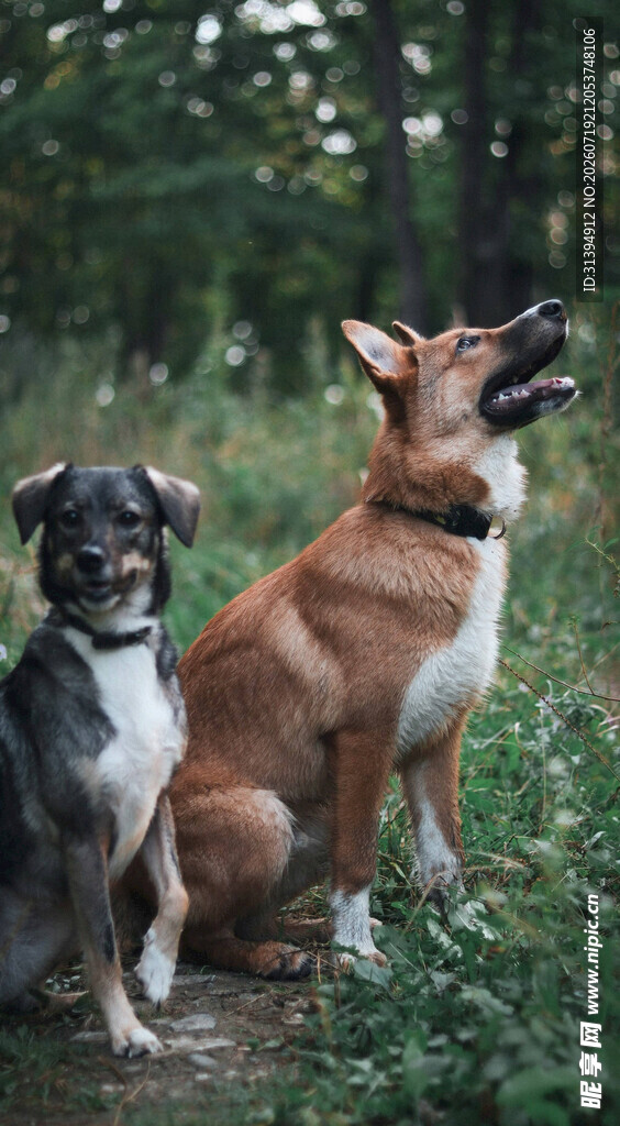 两只狗狗在林间草地