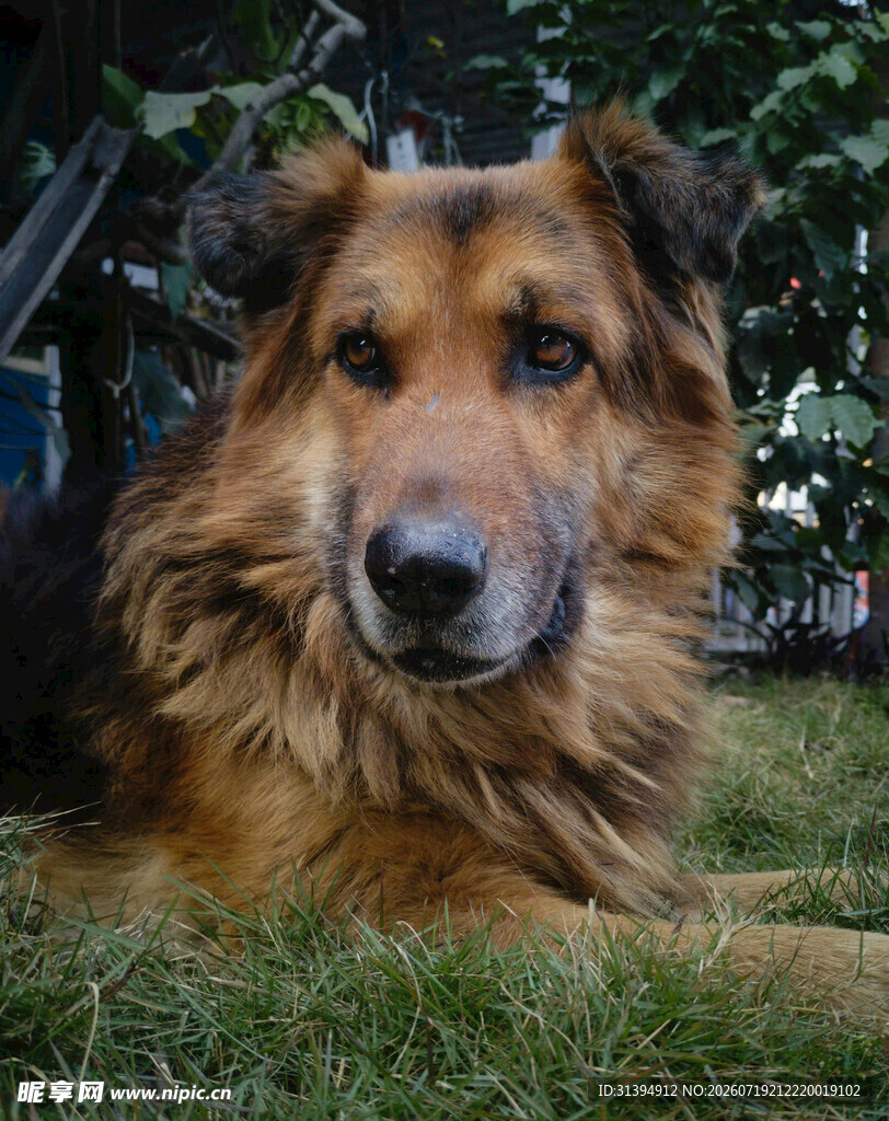 趴卧草地的长毛德国牧羊犬