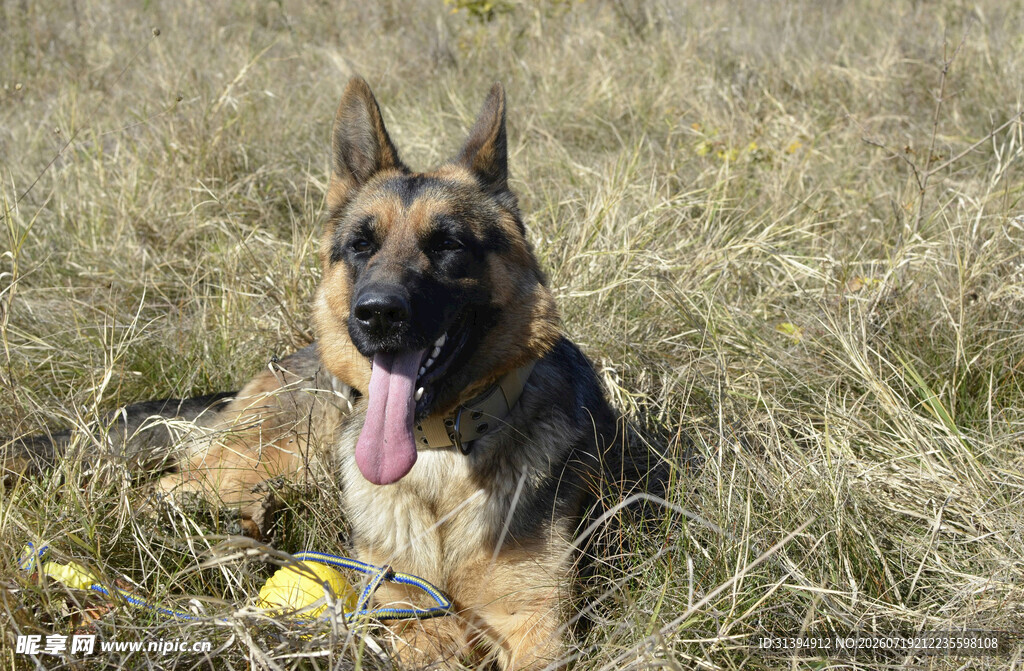 草地中的德国牧羊犬