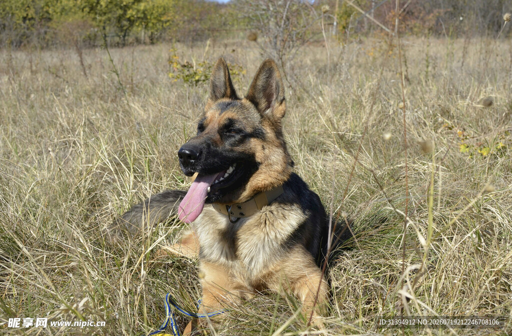 草地中的德国牧羊犬