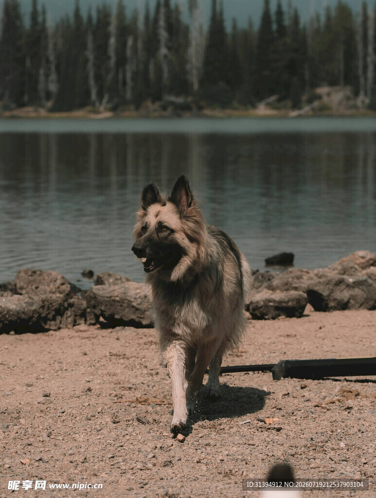 湖边奔跑的帅气德国牧羊犬