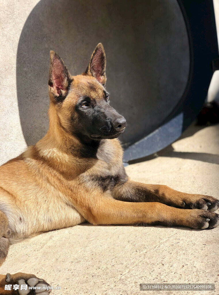 趴着的帅气马犬