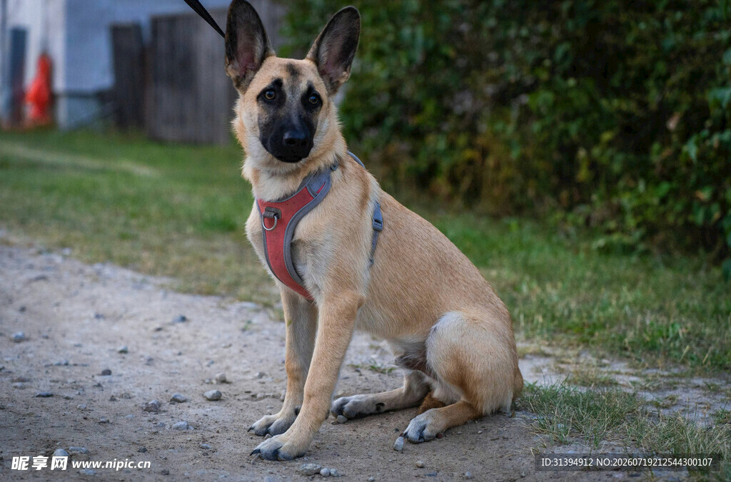 坐着的帅气马犬