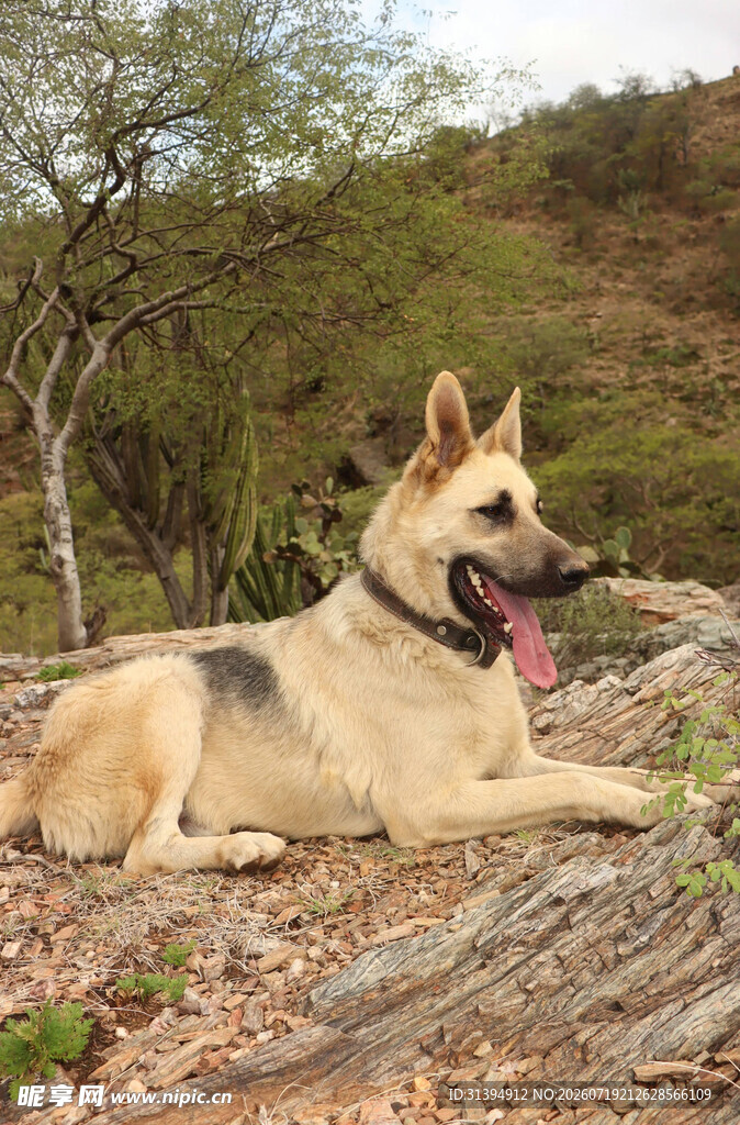 户外休憩的德国牧羊犬