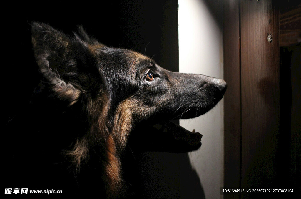 警觉的德国牧羊犬