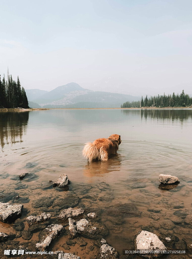 湖畔金毛犬的悠然时光