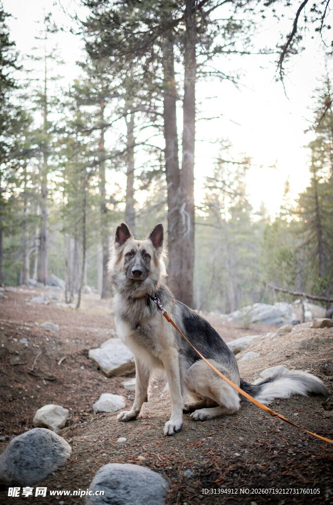 林间的德国牧羊犬