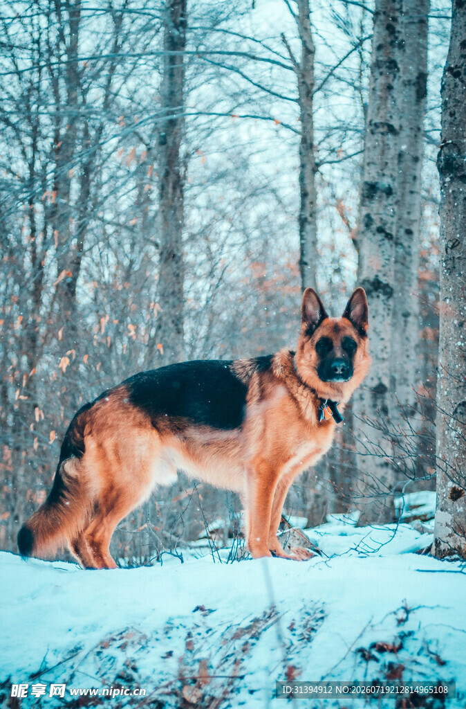 雪地中站立的德国牧羊犬
