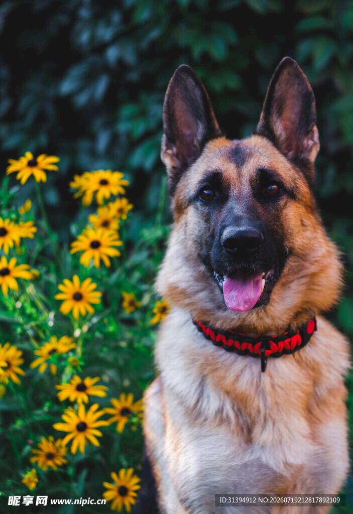 阳光下的帅气德国牧羊犬
