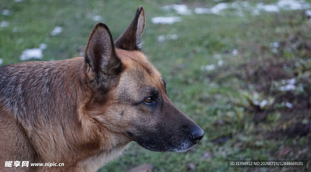 户外的德国牧羊犬