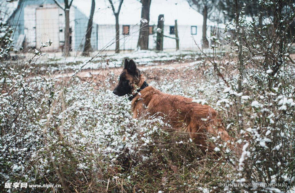 雪地中站立的棕色大狗