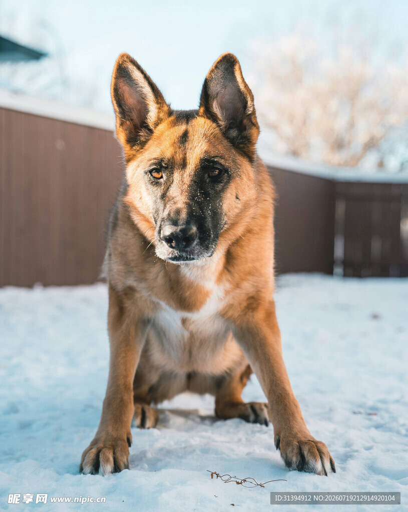 雪地中的德国牧羊犬