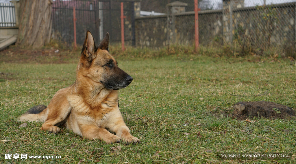 草地上休憩的德国牧羊犬