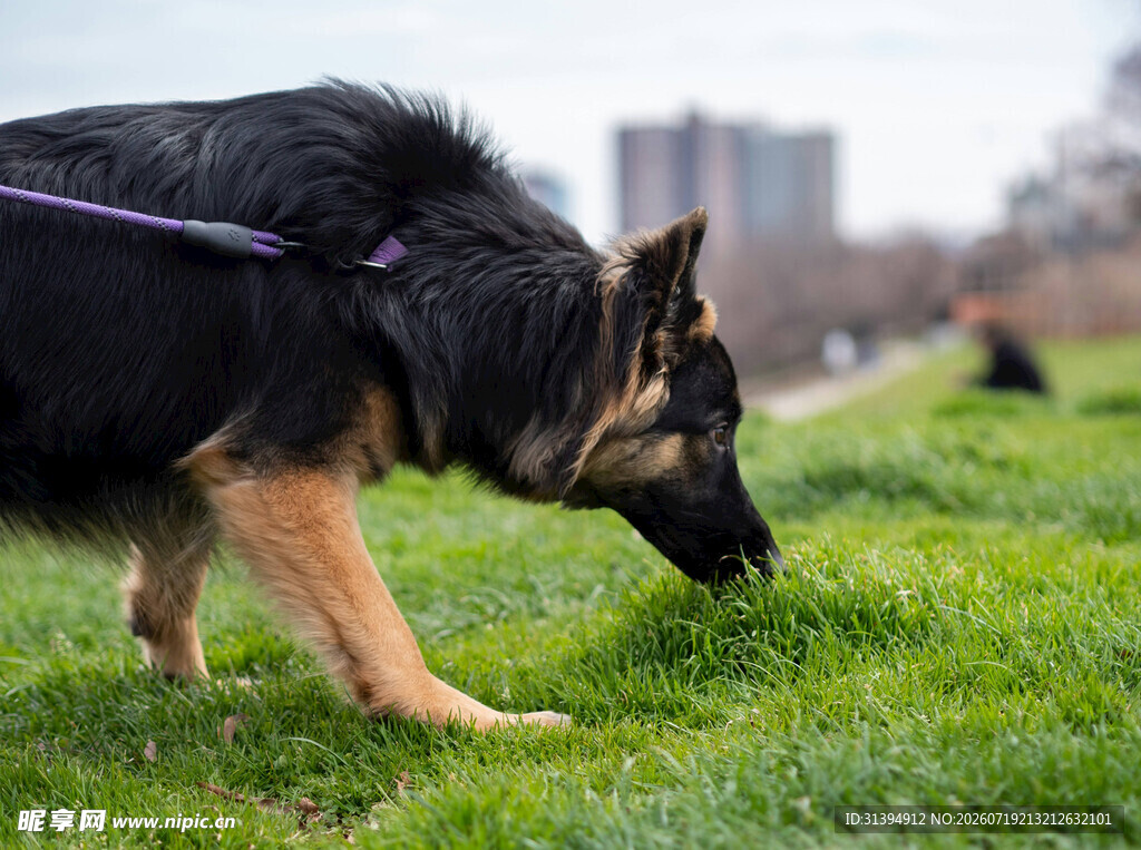 德国牧羊犬嗅闻草地