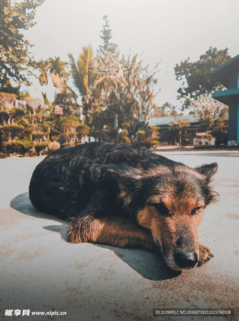 趴着休息的德国牧羊犬