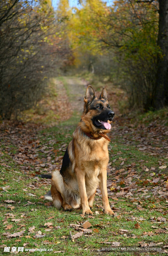 秋日草地的德国牧羊犬