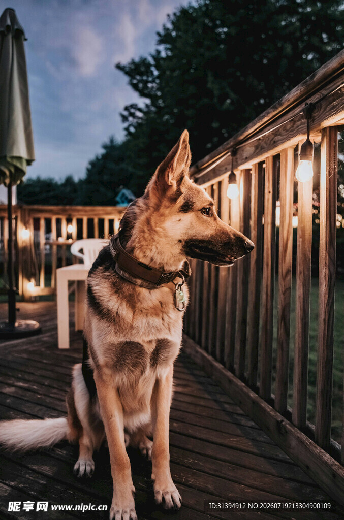 夜晚木栈道上的德国牧羊犬