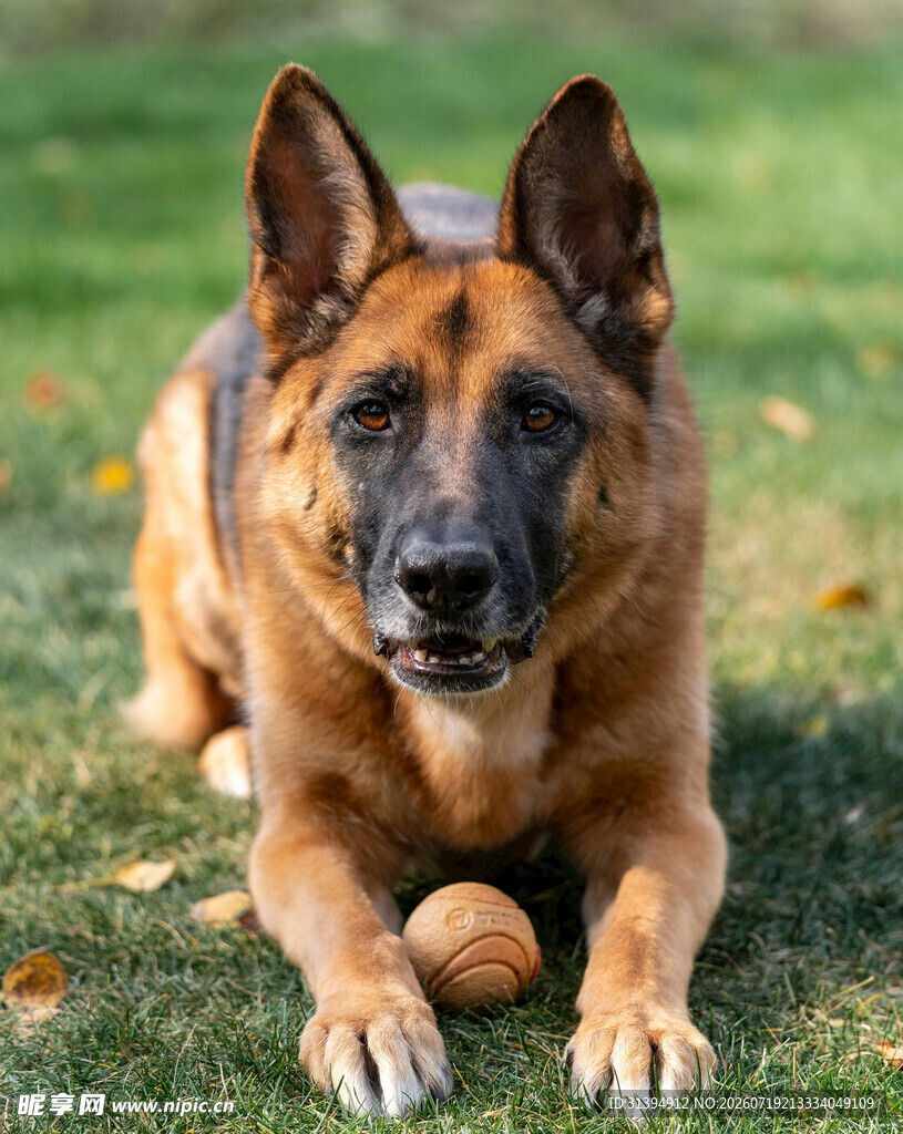 趴卧草地的德国牧羊犬
