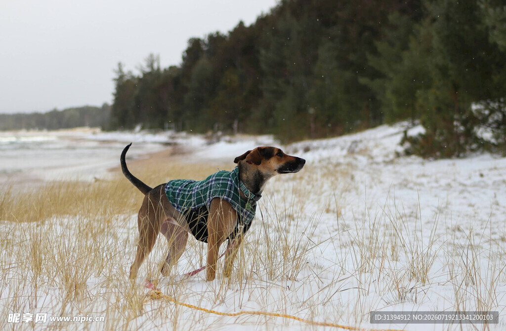 雪地中穿衣服的可爱狗狗