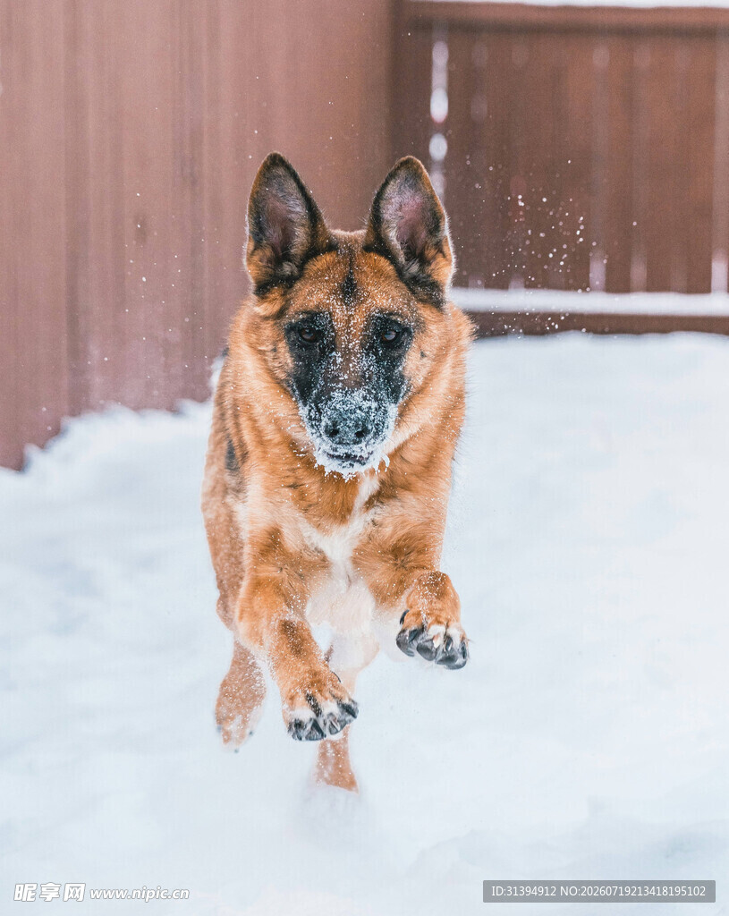 雪地中奔跑的德国牧羊犬