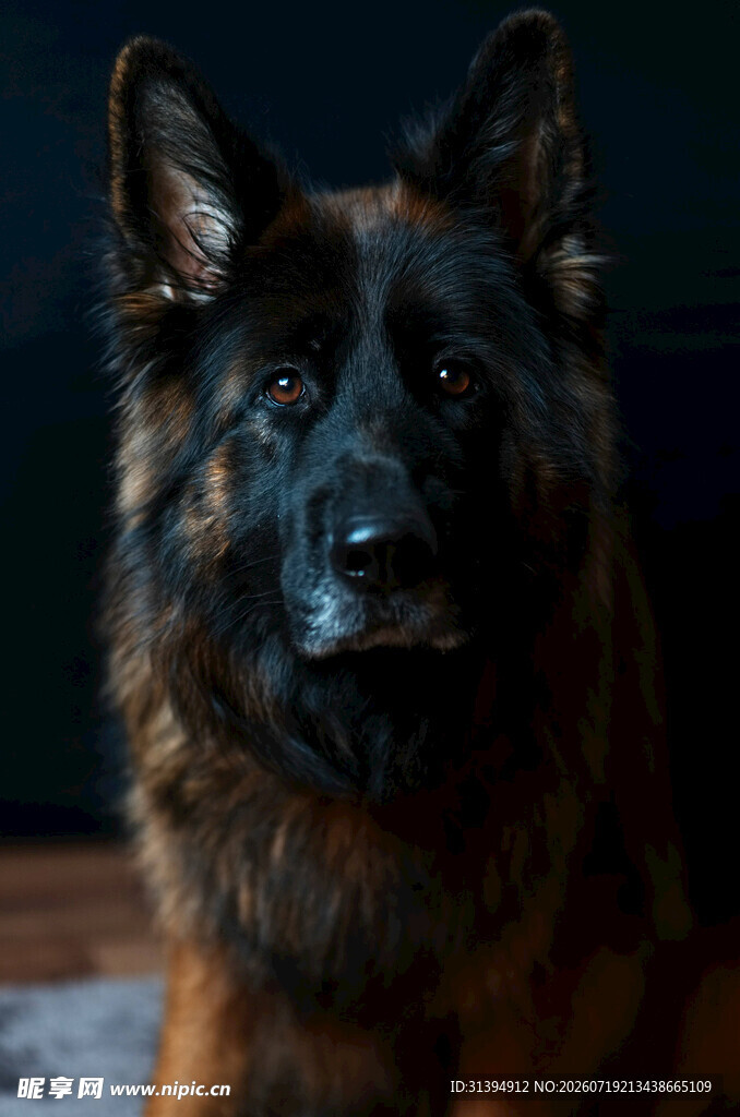 德国牧羊犬特写