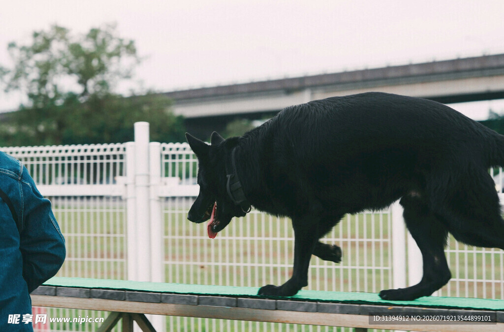 黑犬在平台上训练