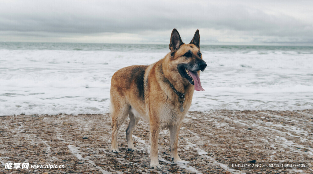 海滩上的帅气德国牧羊犬