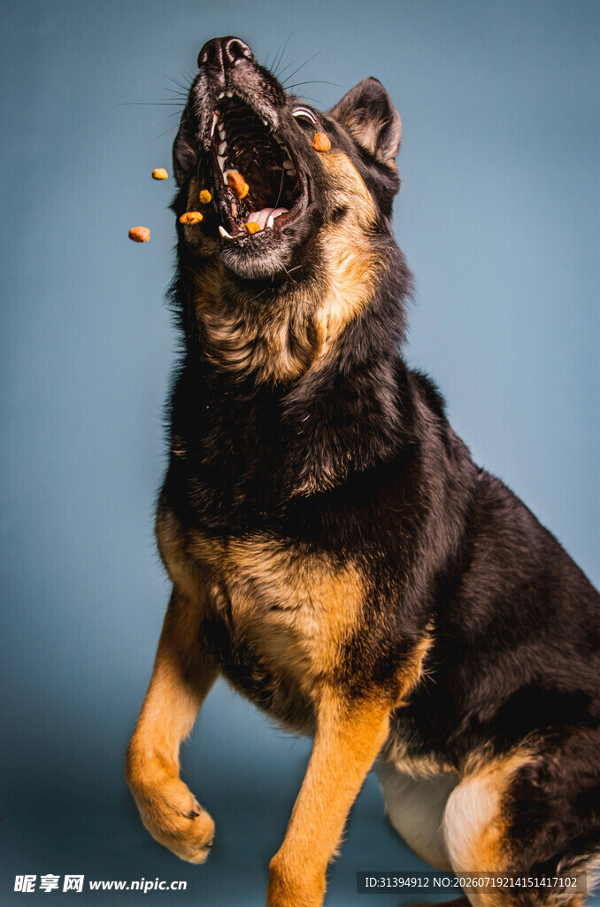 德国牧羊犬欢跳接食物