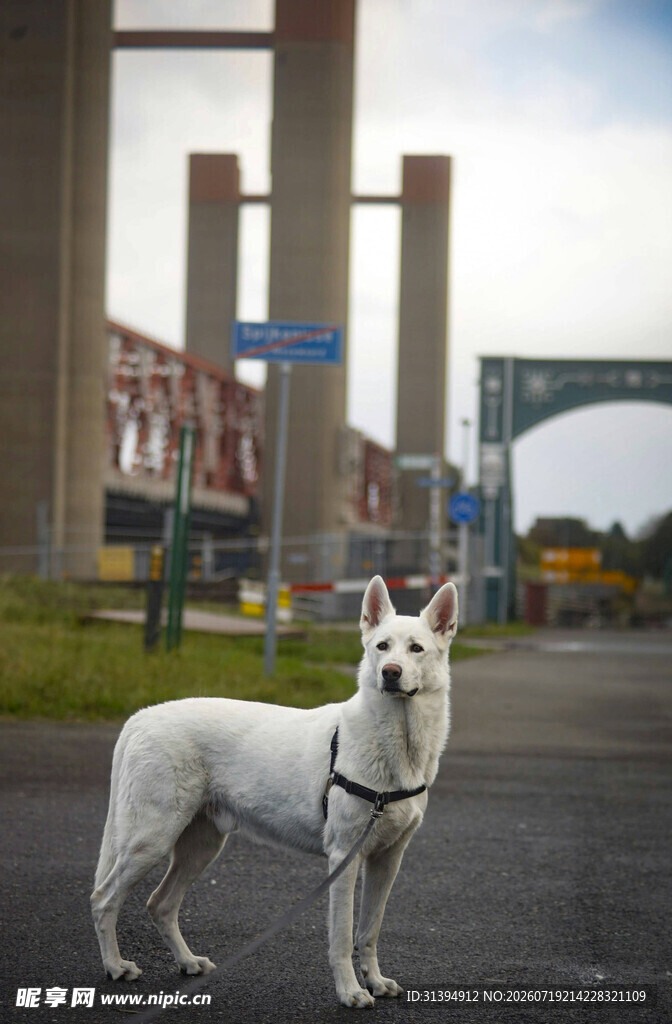户外站立的白色宠物犬