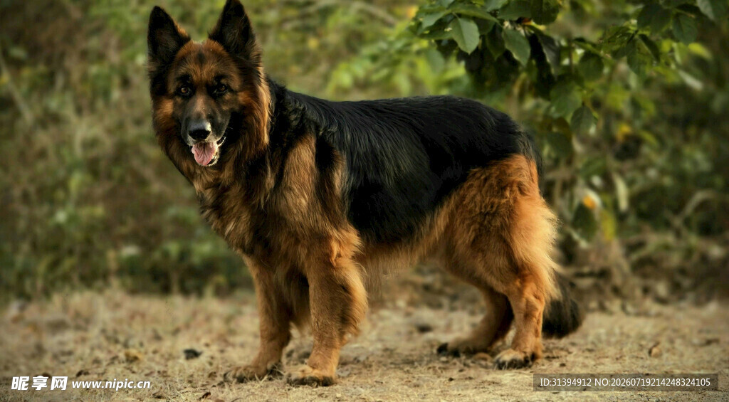 站立的德国牧羊犬
